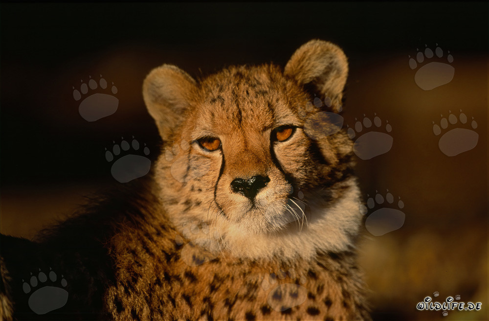 Eleganter Gepard mit intensivem Blick