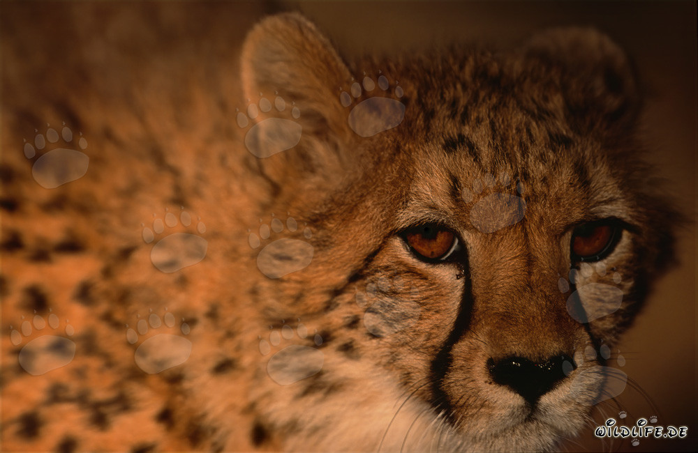 Cheetah (Acinonyx jubatus) Portrait of a Majestic Predator in the Wild