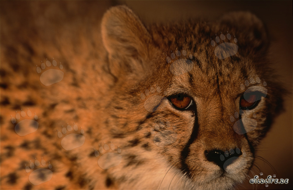 Gepard (Acinonyx jubatus) Porträt eines majestätischen Raubtiers in der Wildnis