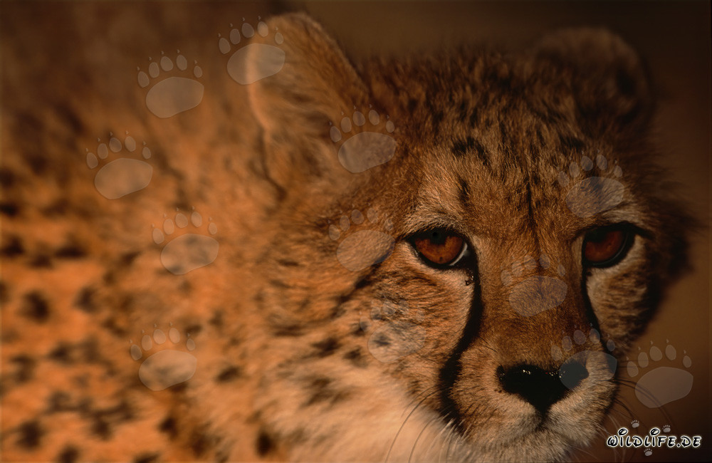 Ritratto di un maestoso predatore selvatico, il ghepardo (Acinonyx jubatus)