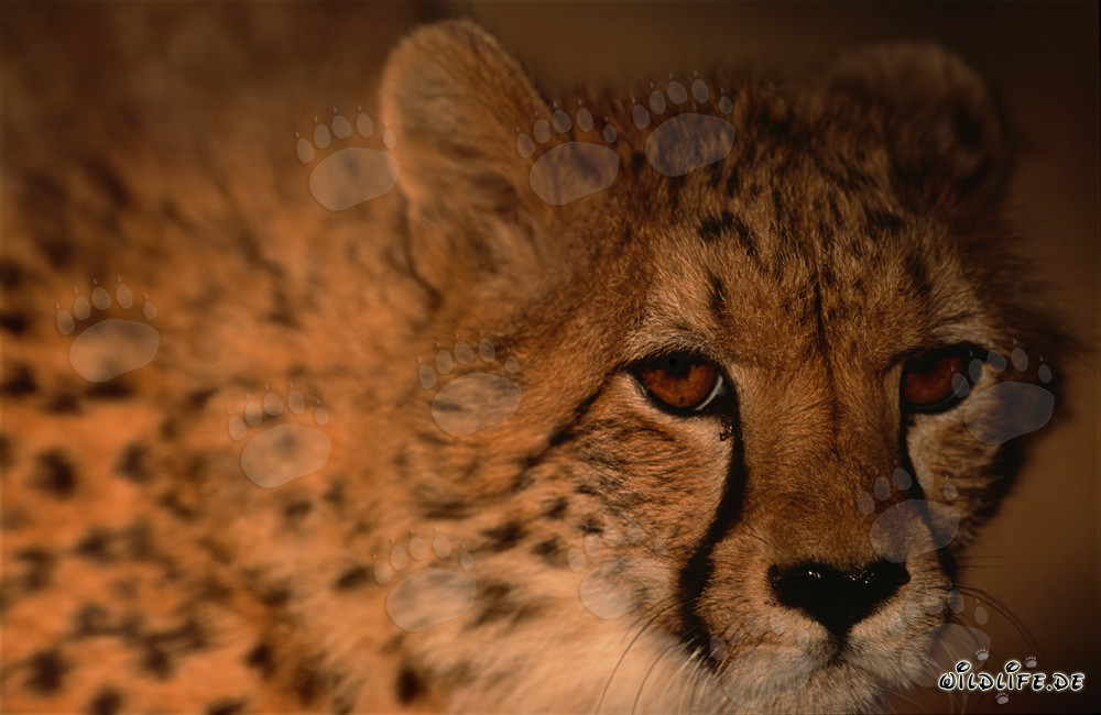 Retrato de un majestuoso depredador en la naturaleza, el guepardo (Acinonyx jubatus)