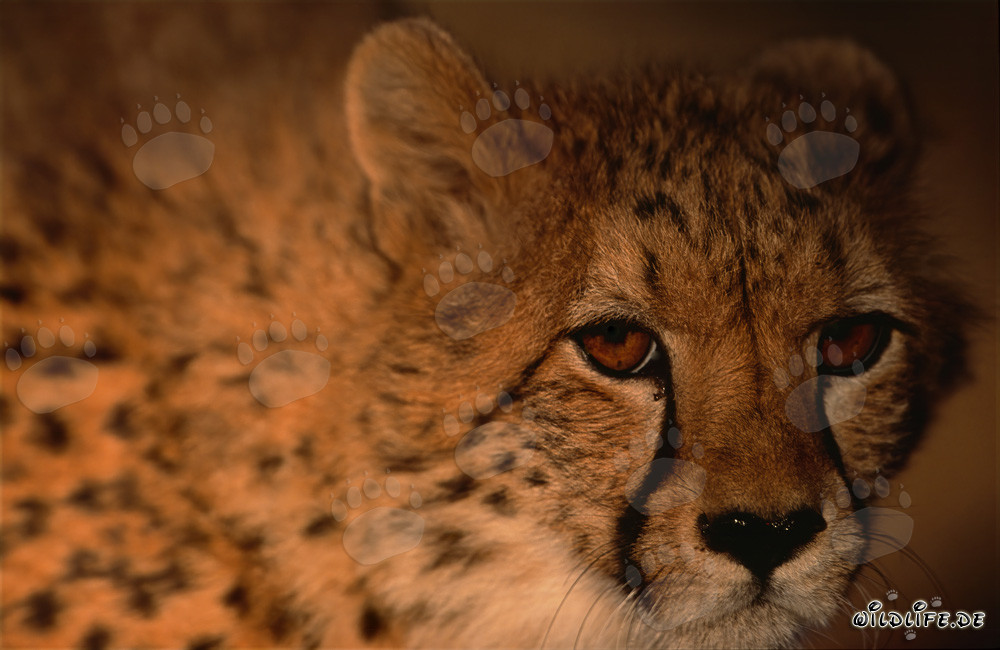 Portrait d'un majestueux prédateur sauvage, le guépard (Acinonyx jubatus)