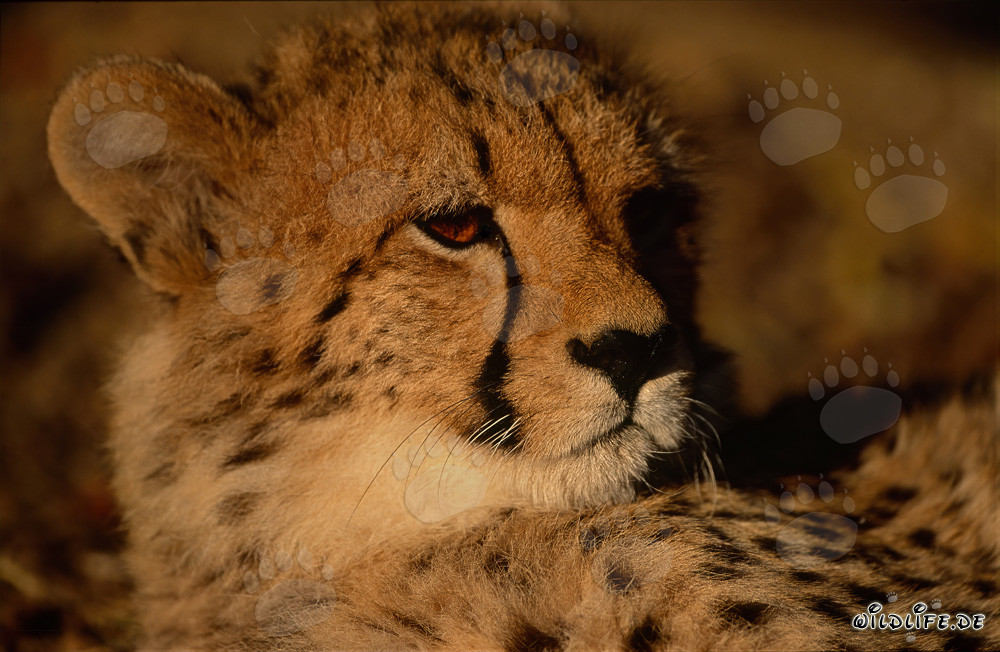 Ghepardo maestoso nella natura selvaggia dell'Africa