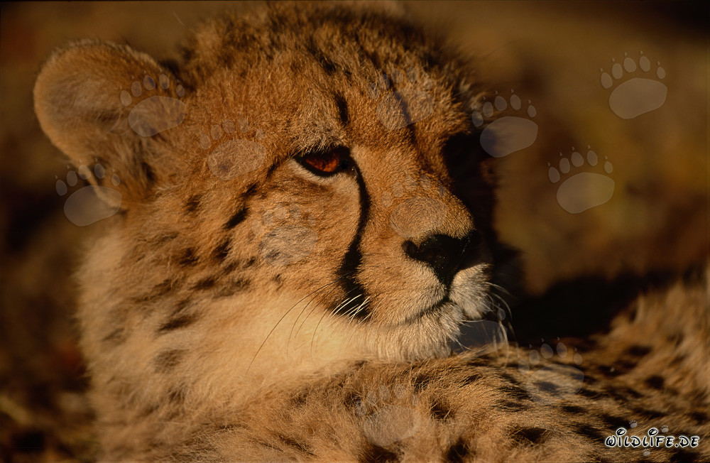 Majestätischer Gepard in der Wildnis Afrikas