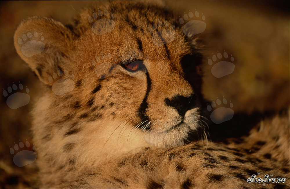 Leopardo majestuoso en la naturaleza salvaje de África