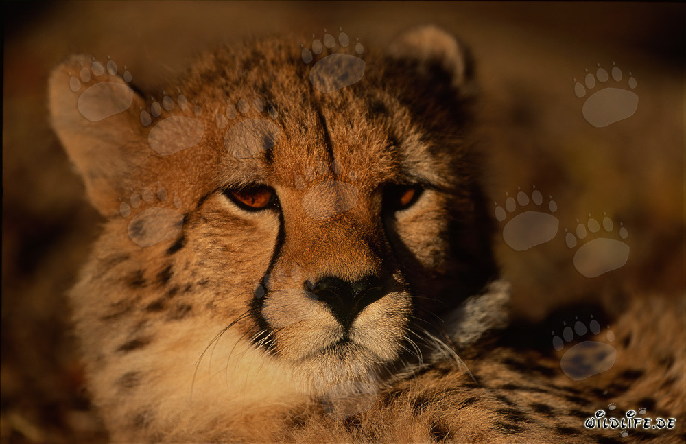 Regard majestueux du guépard sous le soleil du matin