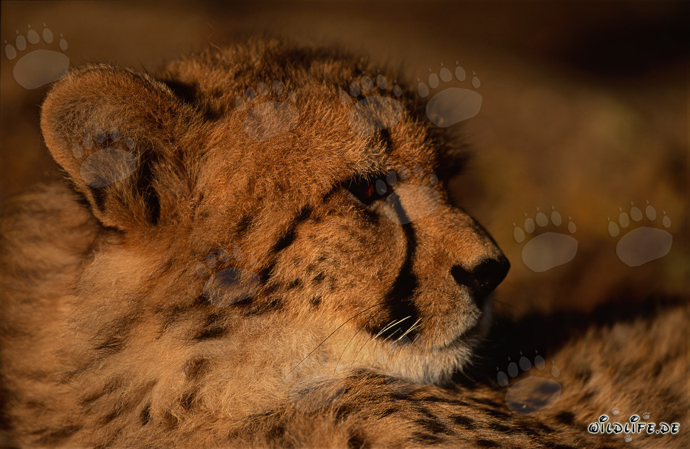 Ritratto impressionante di un giovane ghepardo (Acinonyx jubatus)