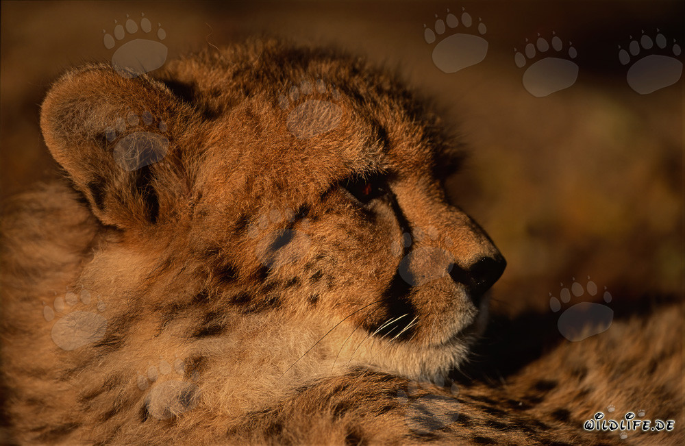 Portrait impressionnant d'un jeune guépard (Acinonyx jubatus)
