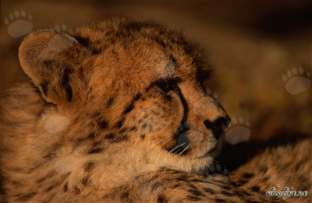 Retrato impresionante de un joven guepardo (Acinonyx jubatus)