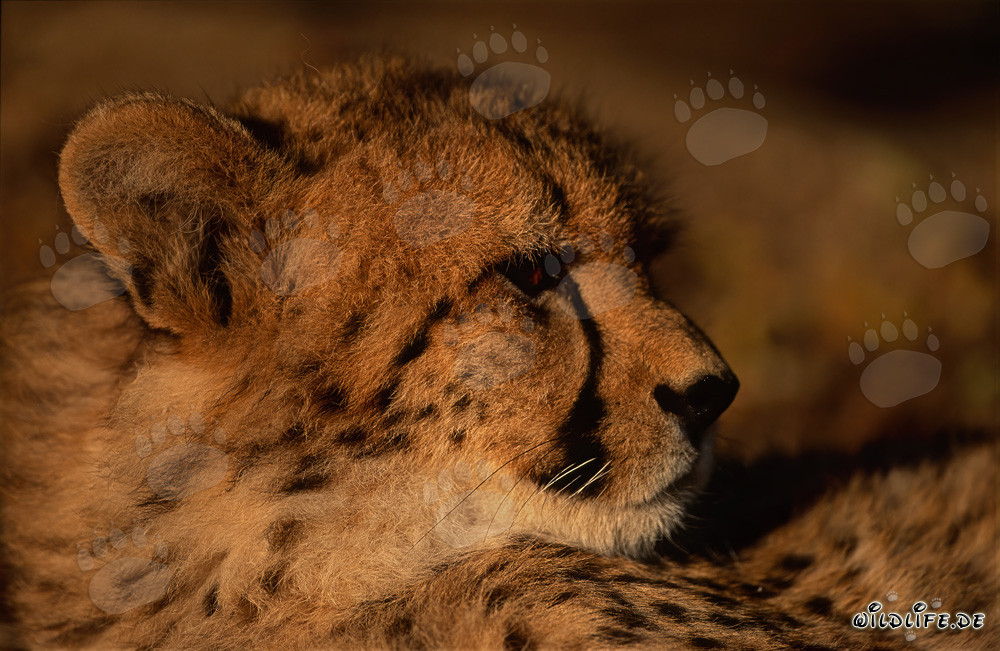 Impressive Portrait of a Young Cheetah (Acinonyx jubatus)