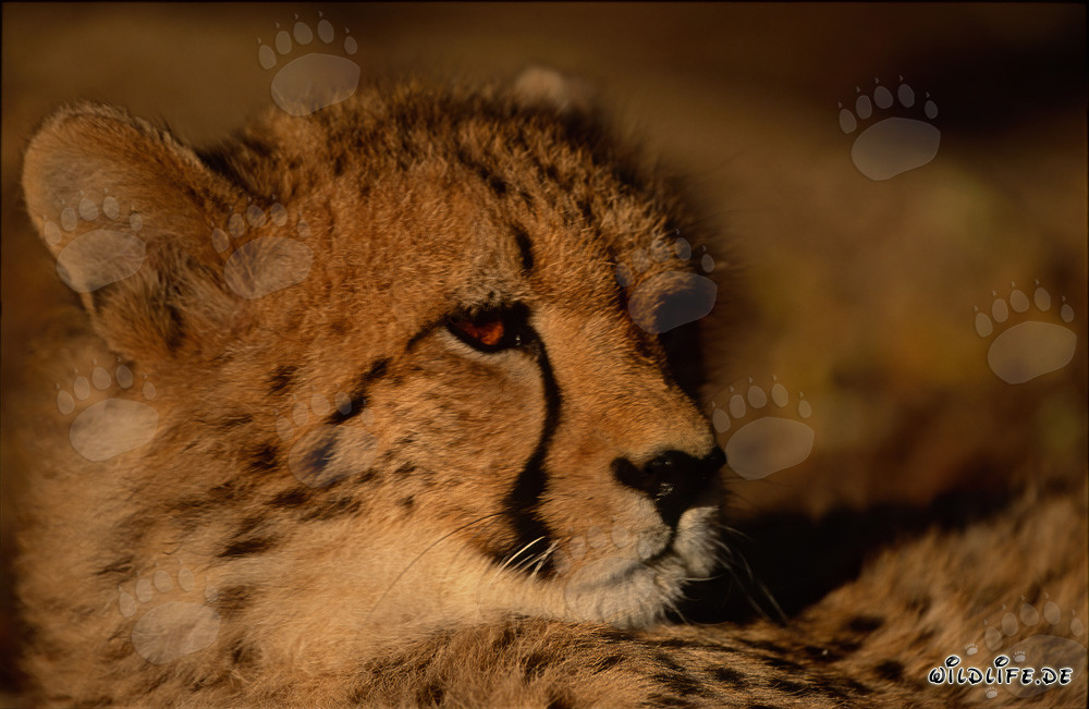 Affascinante ghepardo, grande felino