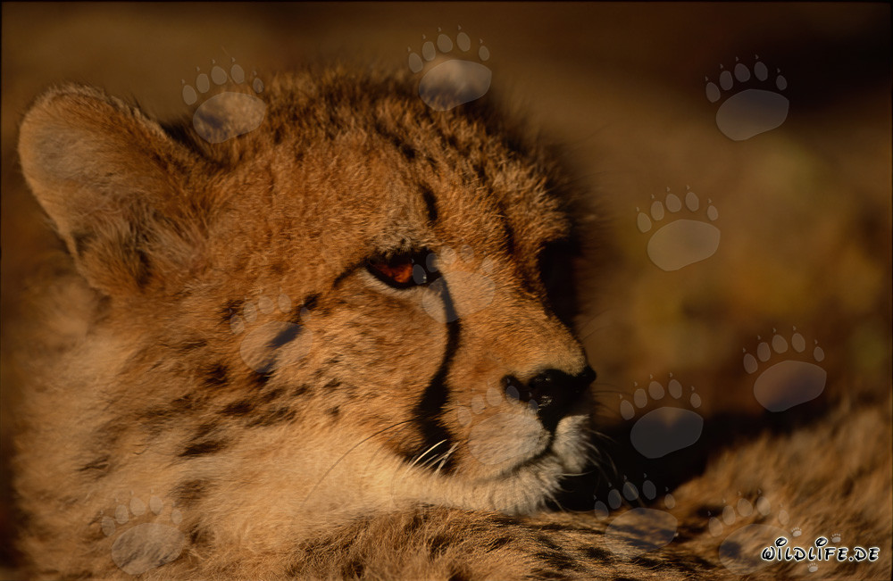 Fascinant guépard, grand félin