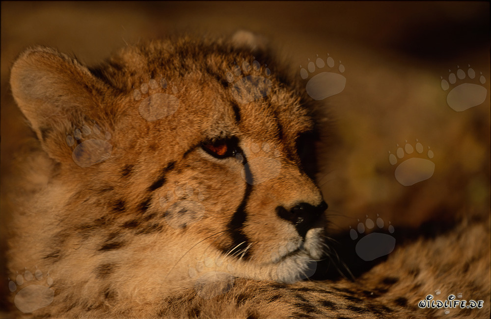 Fascinating Big Cat Cheetah
