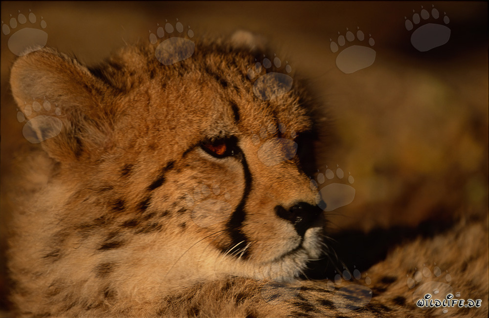Faszinierende Großkatze Gepard