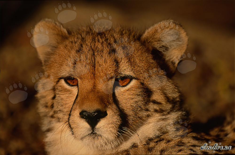 Ernst blickender Gepard - Majestätische Raubkatze in der Wildnis