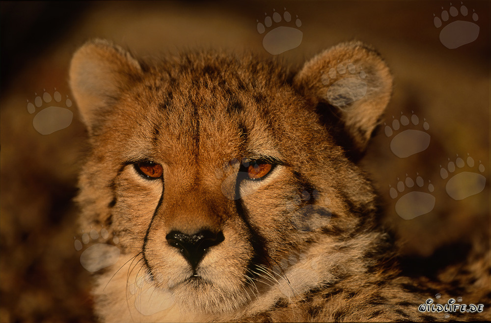 Guepardo con mirada seria - Majestuoso felino salvaje