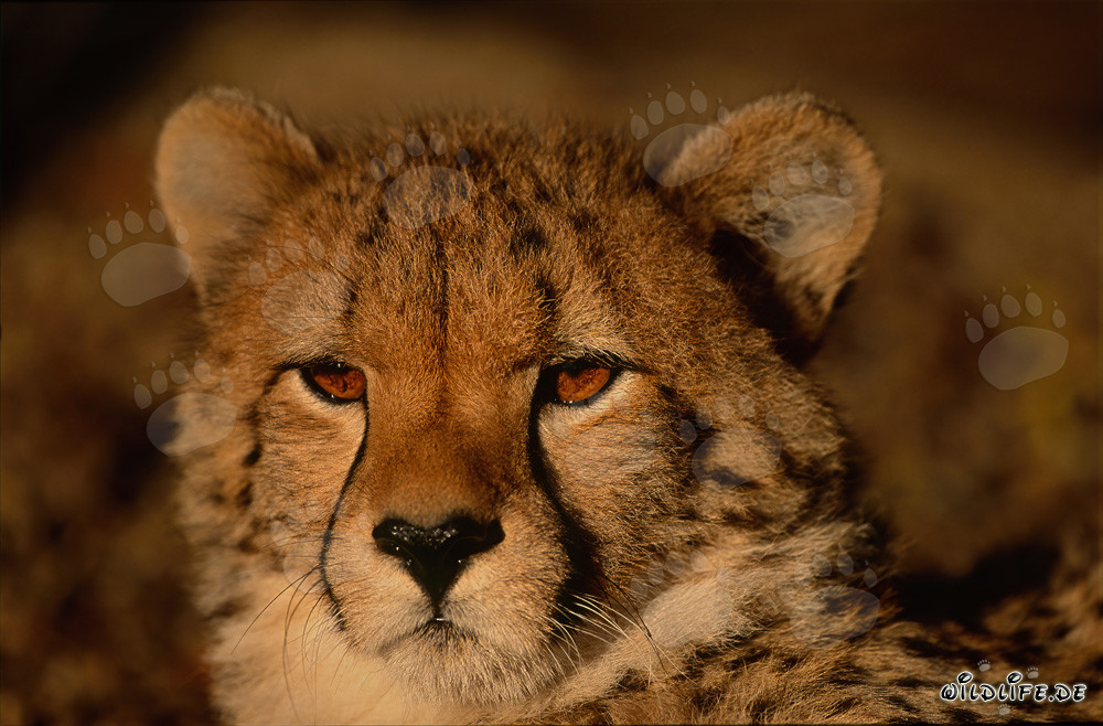 Guépard au regard sérieux - Majestueux félin sauvage