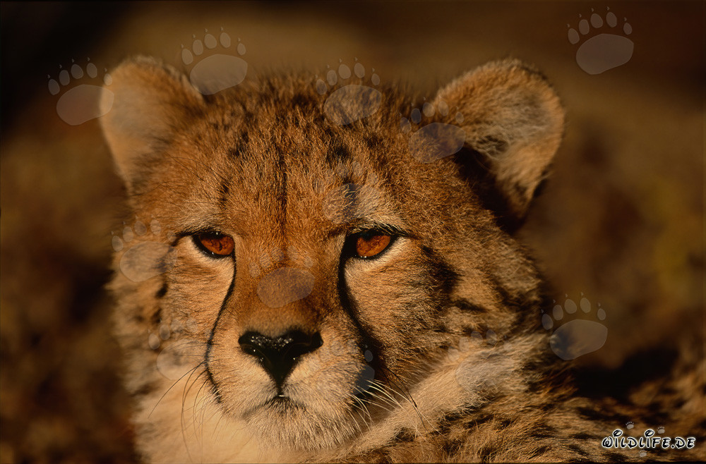 Stern Gazing Cheetah - Majestic Predator in the Wilderness