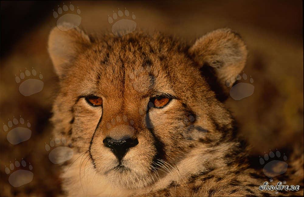 Portrait d'un jeune guépard