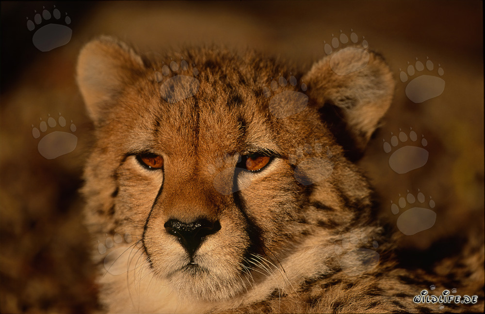 Portrait of a Young Cheetah