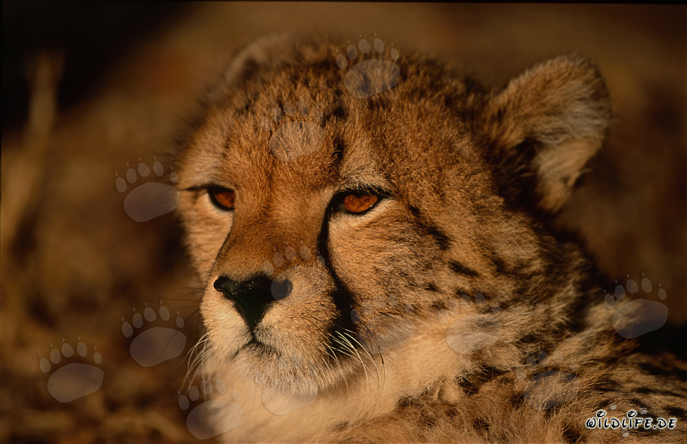 Portrait d'un jeune guépard dans la nature