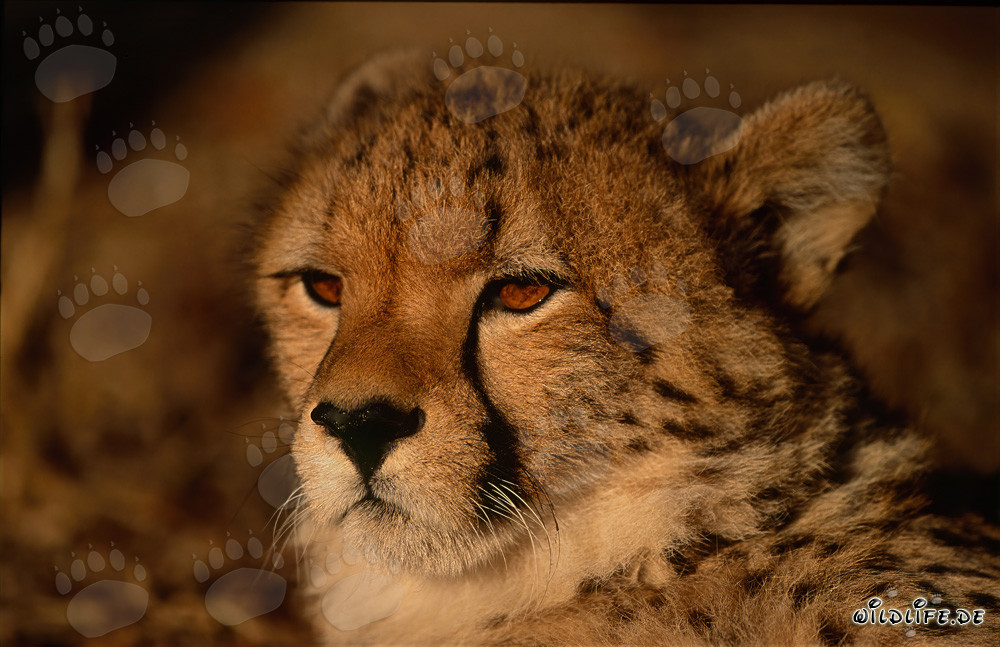 Portrait of a Young Cheetah in the Wild