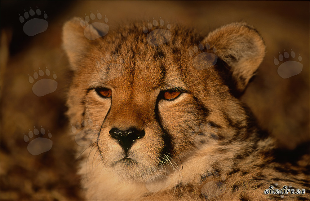 Portrait fascinant d'un jeune guépard