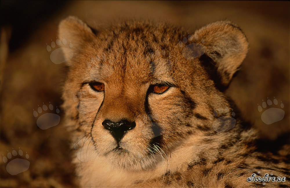 Fascinating portrait of a young cheetah