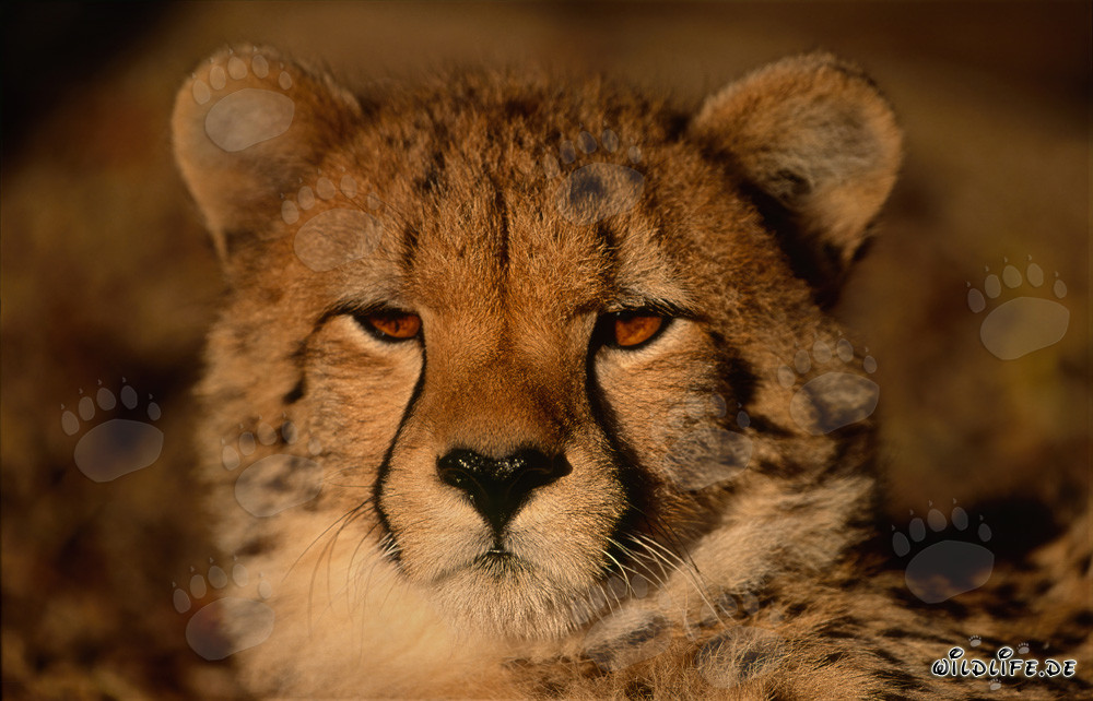 Portrait of a young cheetah