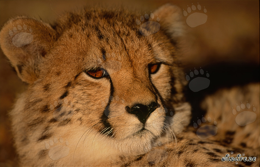 Portrait d'un jeune guépard