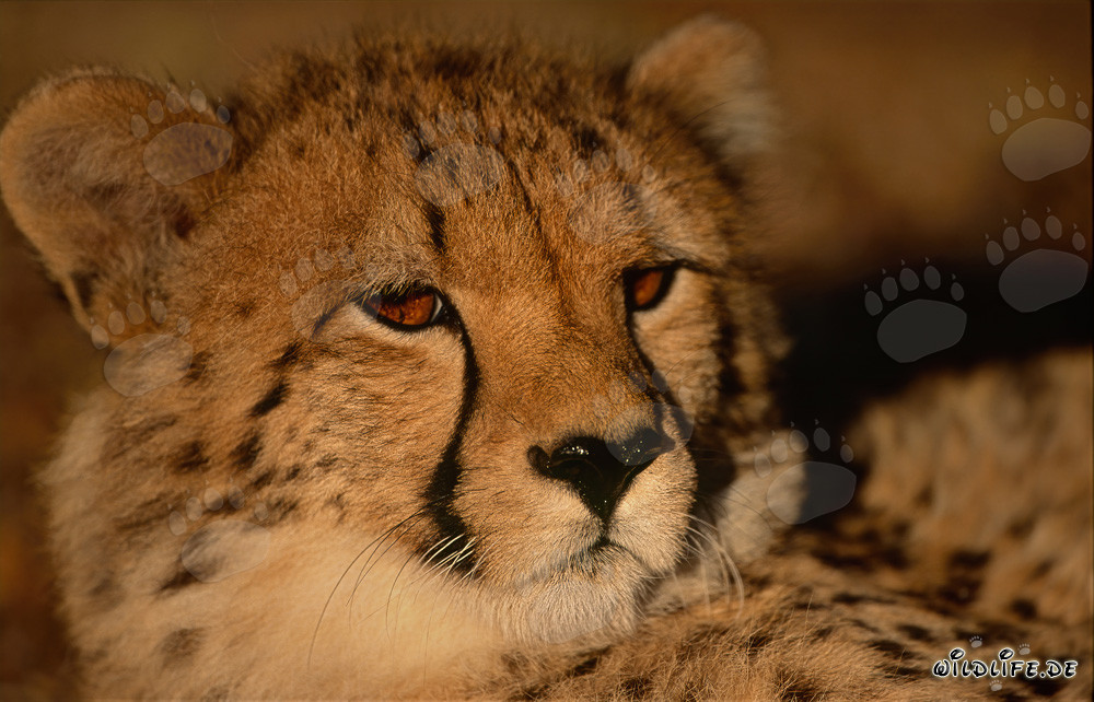 Portrait of a Young Cheetah