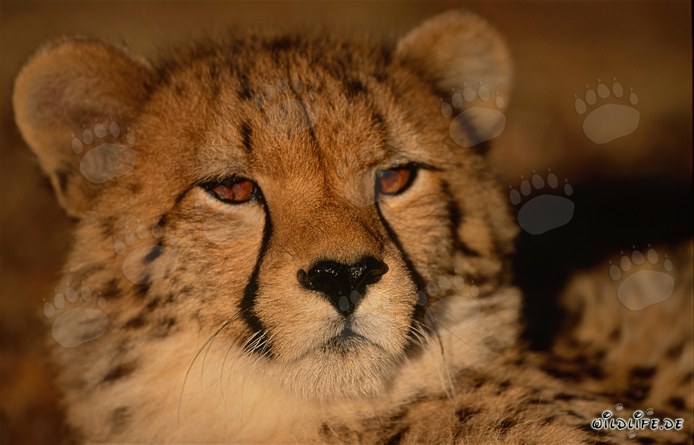 Portrait rapproché d'un jeune guépard