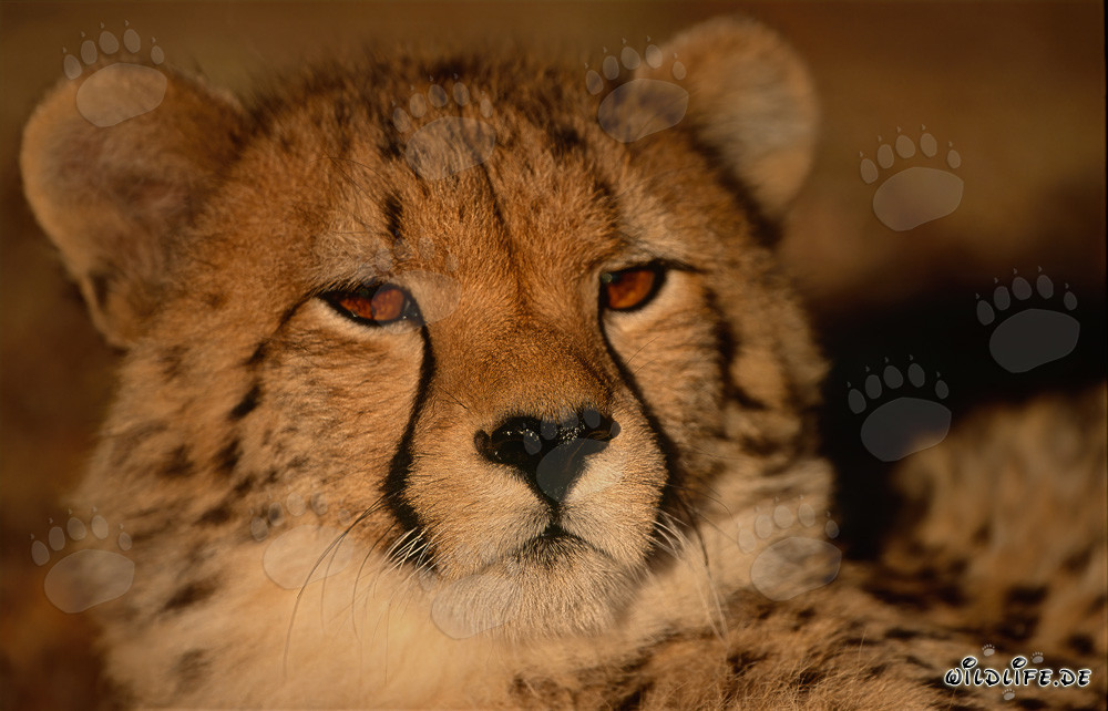 Close-up of a young cheetah