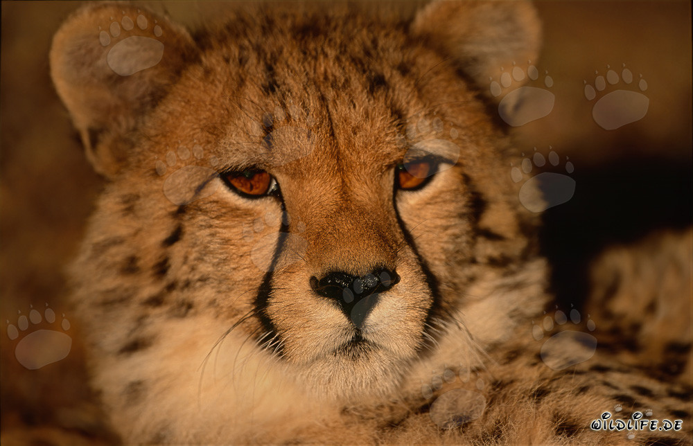 Portrait rapproché d'un jeune guépard