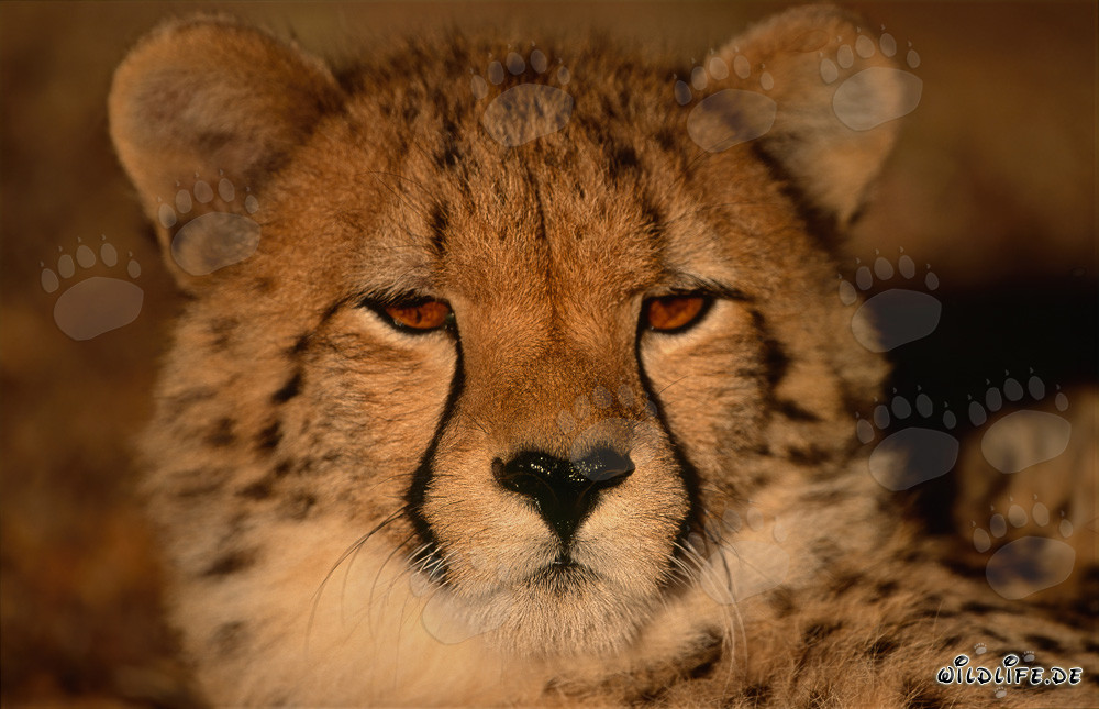 Portrait fascinant d'un jeune guépard
