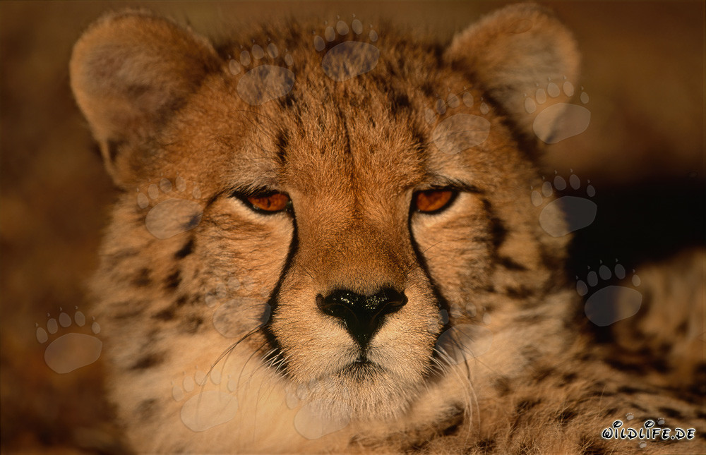 Fascinating portrait of a young cheetah