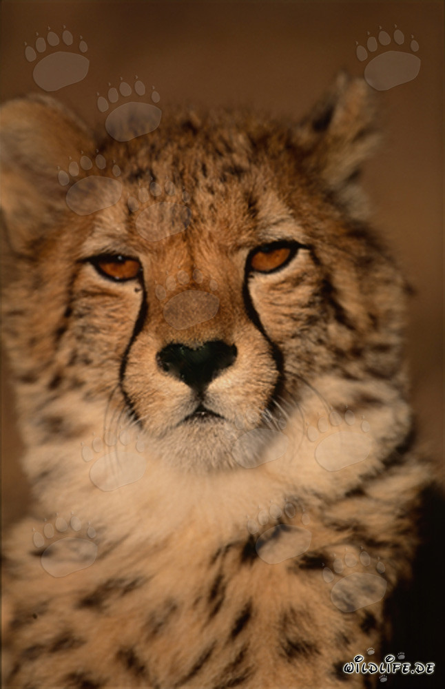 Portrait fascinant d'un jeune guépard