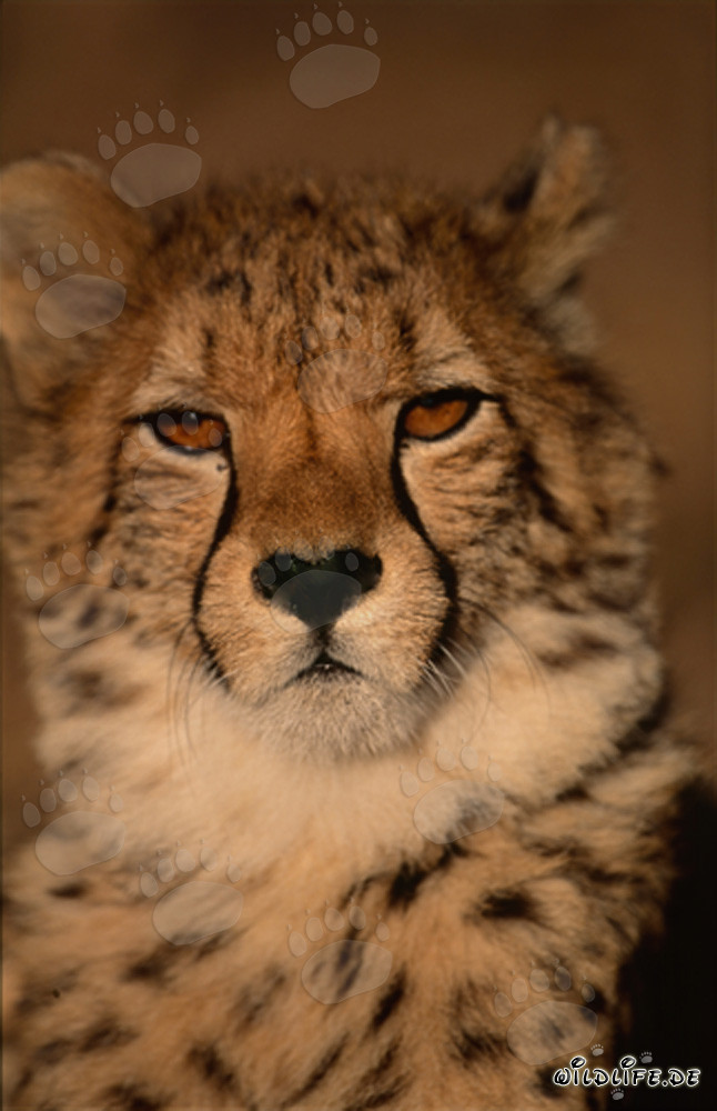Fascinating Portrait of a Young Cheetah