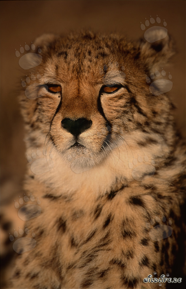 Close-up of a young cheetah