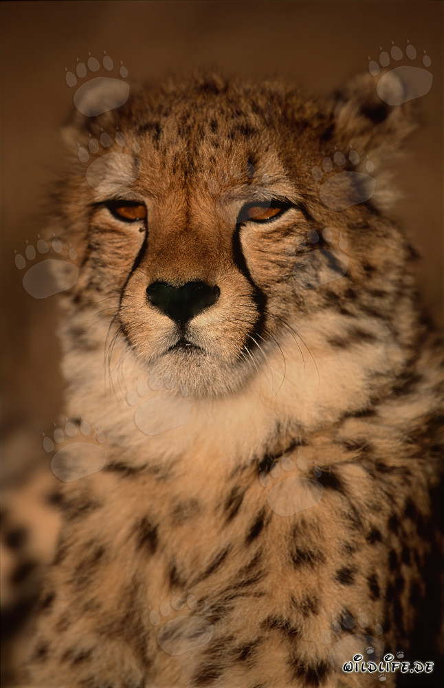 Portrait rapproché d'un jeune guépard