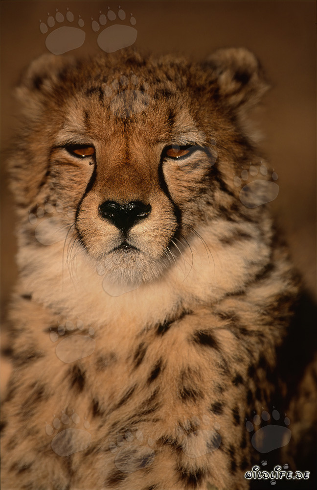 Majestic Big Cat Cheetah in the Wilderness of Africa