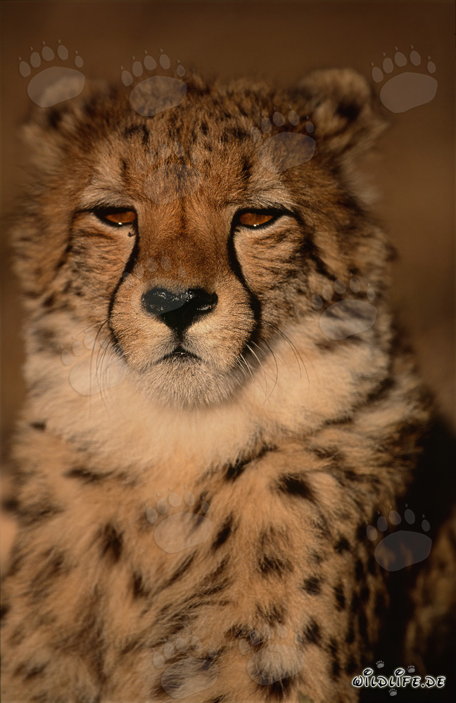 Orgulloso gran felino guepardo en la naturaleza de África