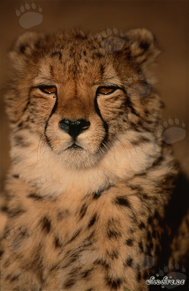Stolze Großkatze Gepard in der Wildnis von Afrika