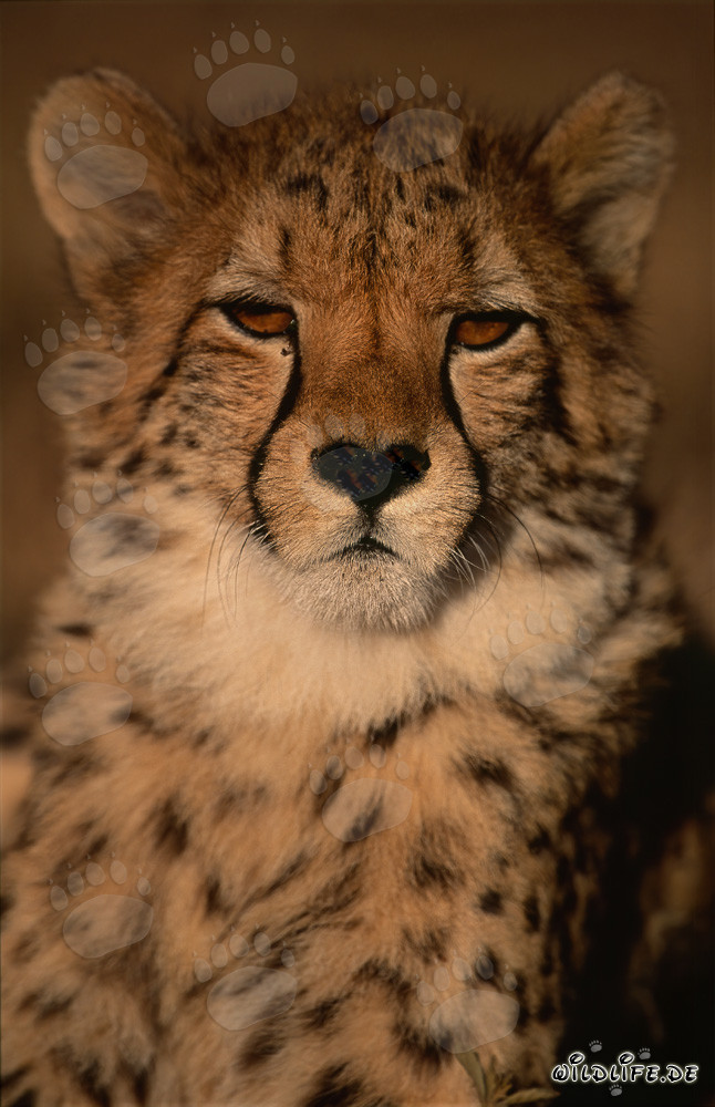 Portrait fascinant d'un jeune guépard