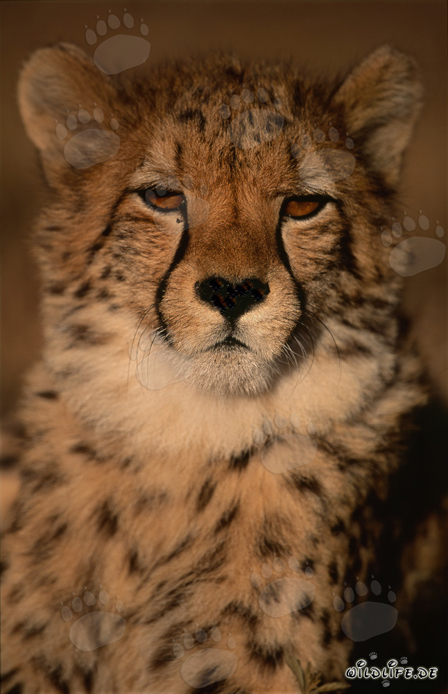 Fascinating portrait of a young cheetah