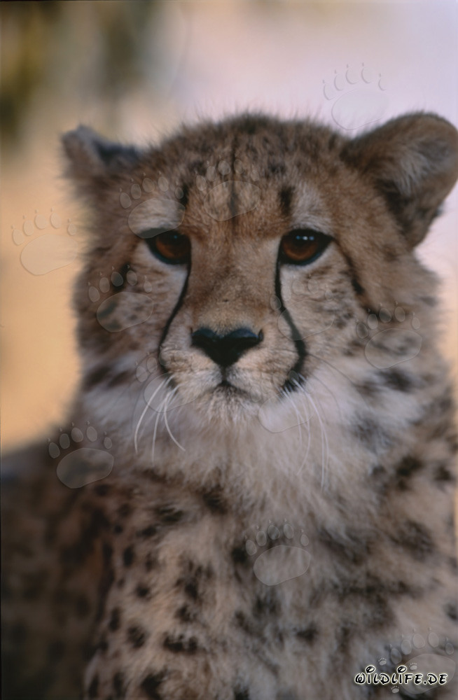 Portrait d'un jeune guépard