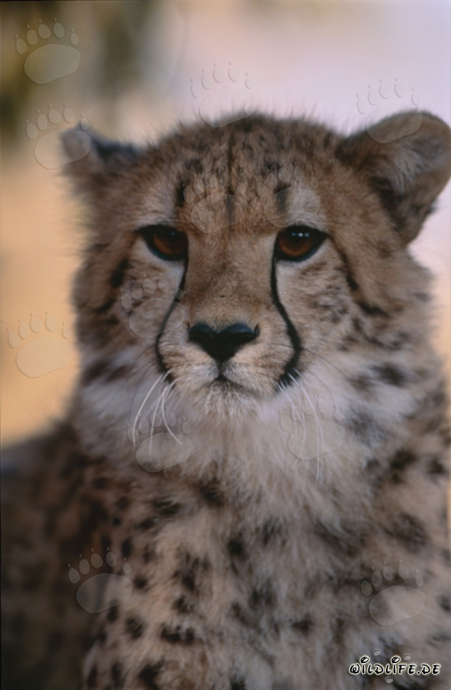 Portrait of a young cheetah