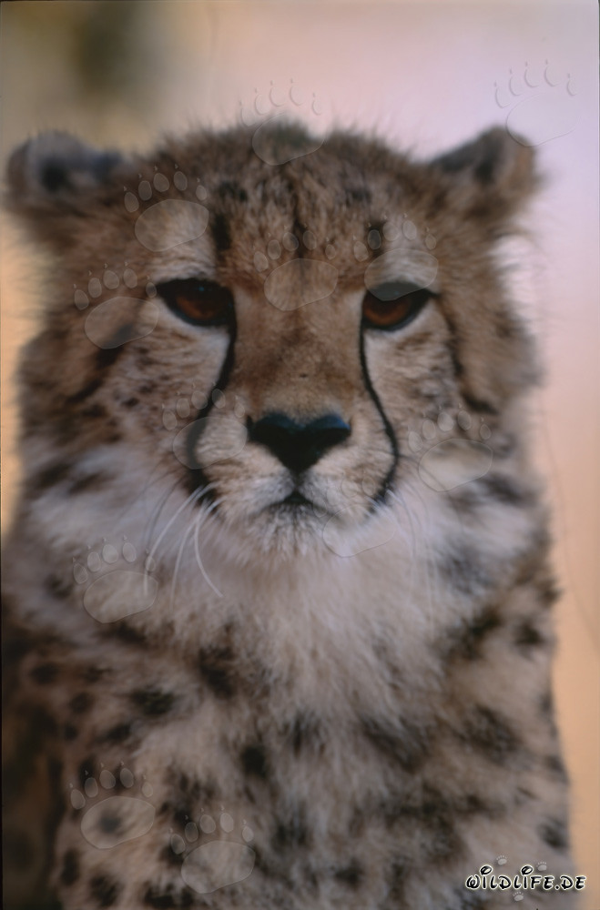 Portrait of a young cheetah