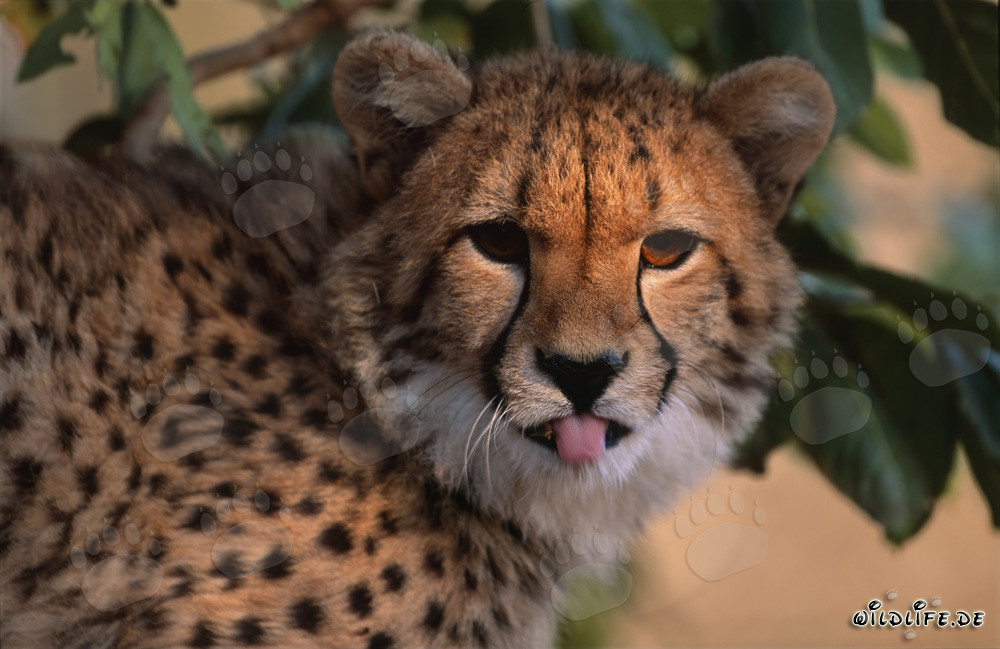 Portrait d'un jeune guépard tirant la langue