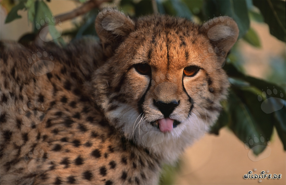 Portrait of a young cheetah sticking out its tongue